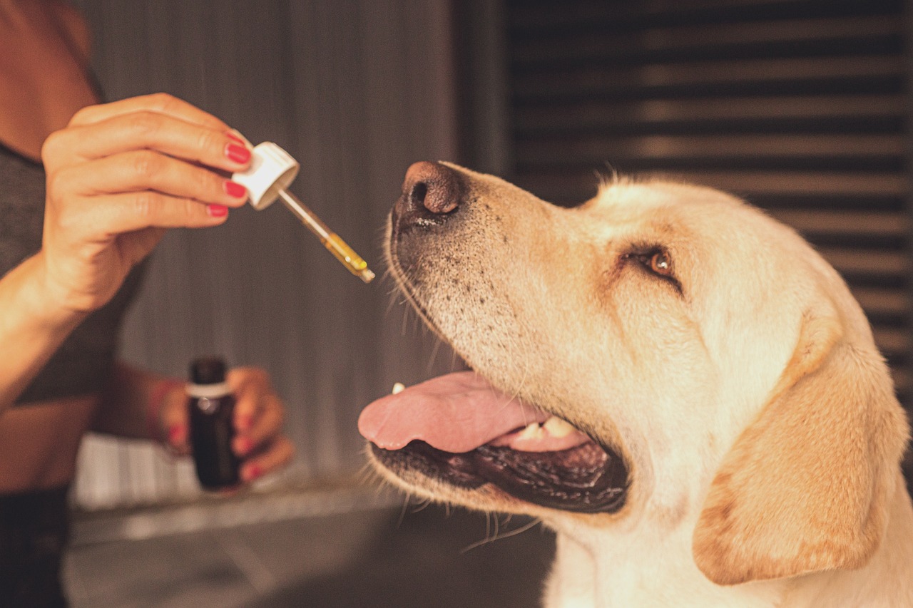 cbd oil treats for dogs